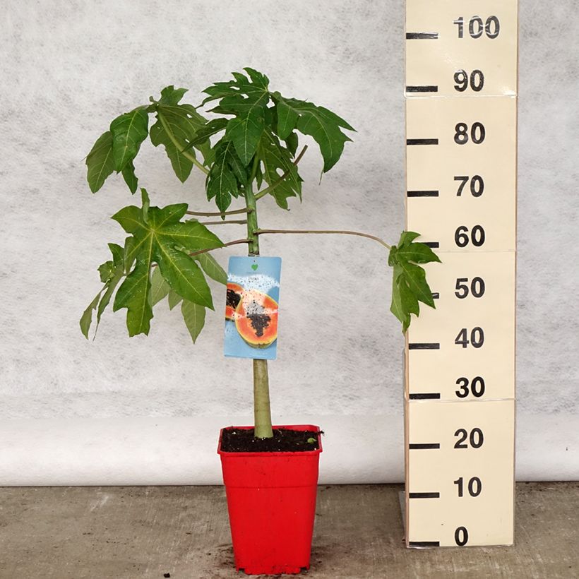 Exemplaar van Papaja - Carica papaya Pot van 6 l/7 l zoals geleverd in de lente