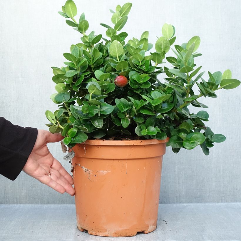 Exemplaar van Carissa macrocarpa prostrata - Natalpruim Pot van 3 l/4 l zoals geleverd in de herfst