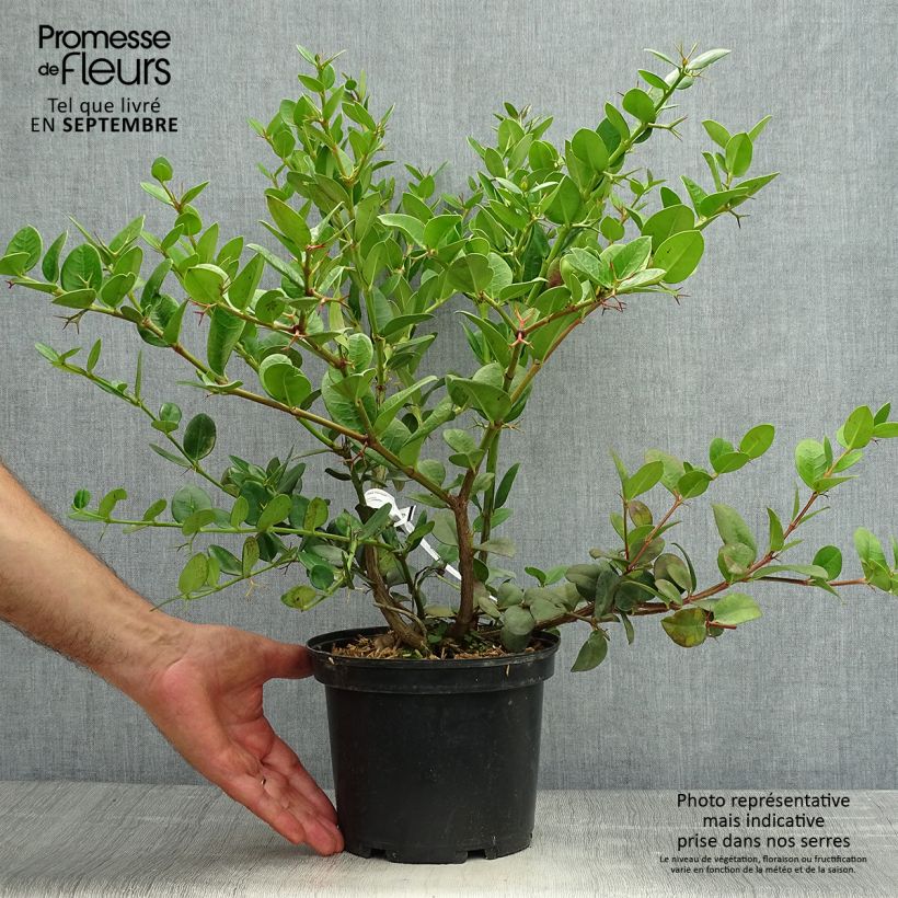 Exemplaar van Carissa macrocarpa - Natalpruim Pot van 2 l/3 l zoals geleverd in de herfst