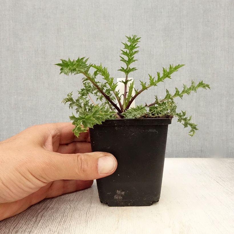 Exemplaar van Carlina acaulis ssp. simplex Bronze - Zilverdistel Kweekpotje van 8/9 cm zoals geleverd in de zomer