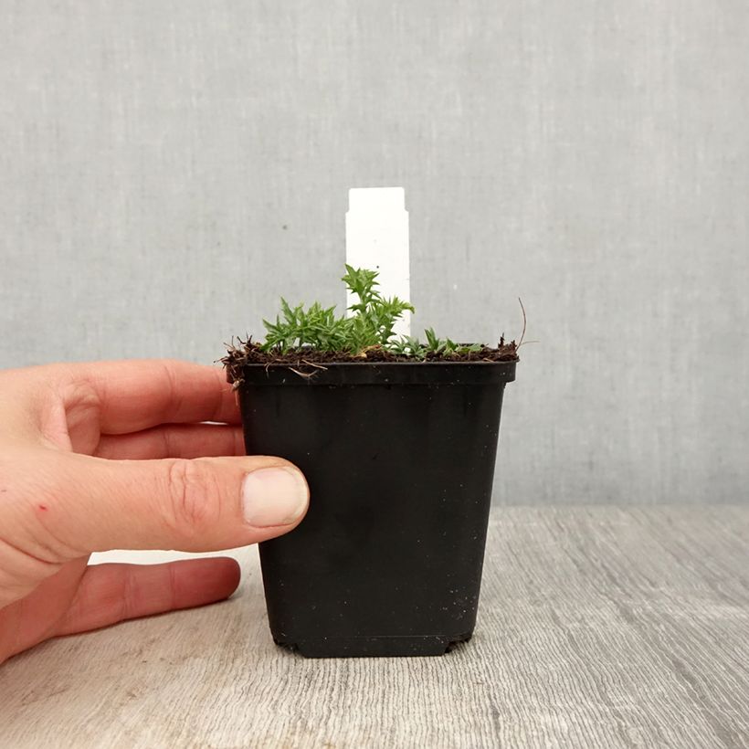 Exemplaar van Carlina acaulis ssp. simplex - Zilverdistel Kweekpotje van 8/9 cm zoals geleverd in de lente