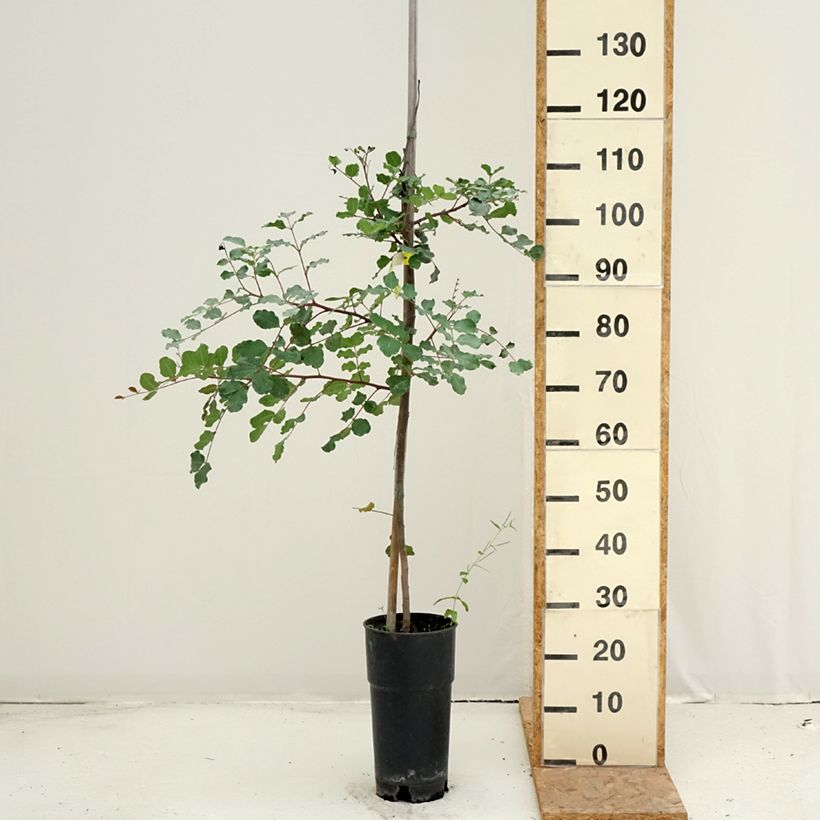 Exemplaar van Ceratonia siliqua - Johannesbroodboom Pot van 6 l/7 l zoals geleverd in de zomer