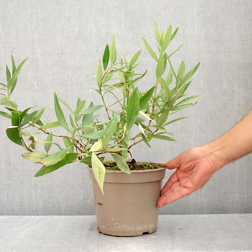 Exemplaar van Carpenteria californica - Californische bosjasmijn Pot van 3 l/4 l zoals geleverd in de zomer