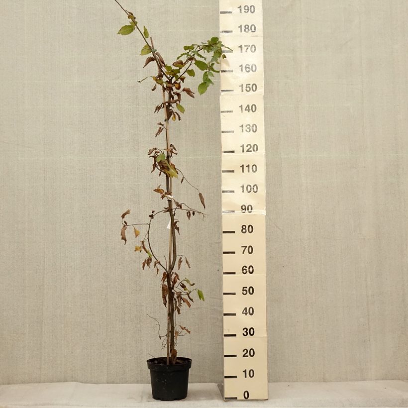 Exemplaar van Carpinus betulus - Haagbeuk Pot van 4 l/5 l zoals geleverd in de herfst