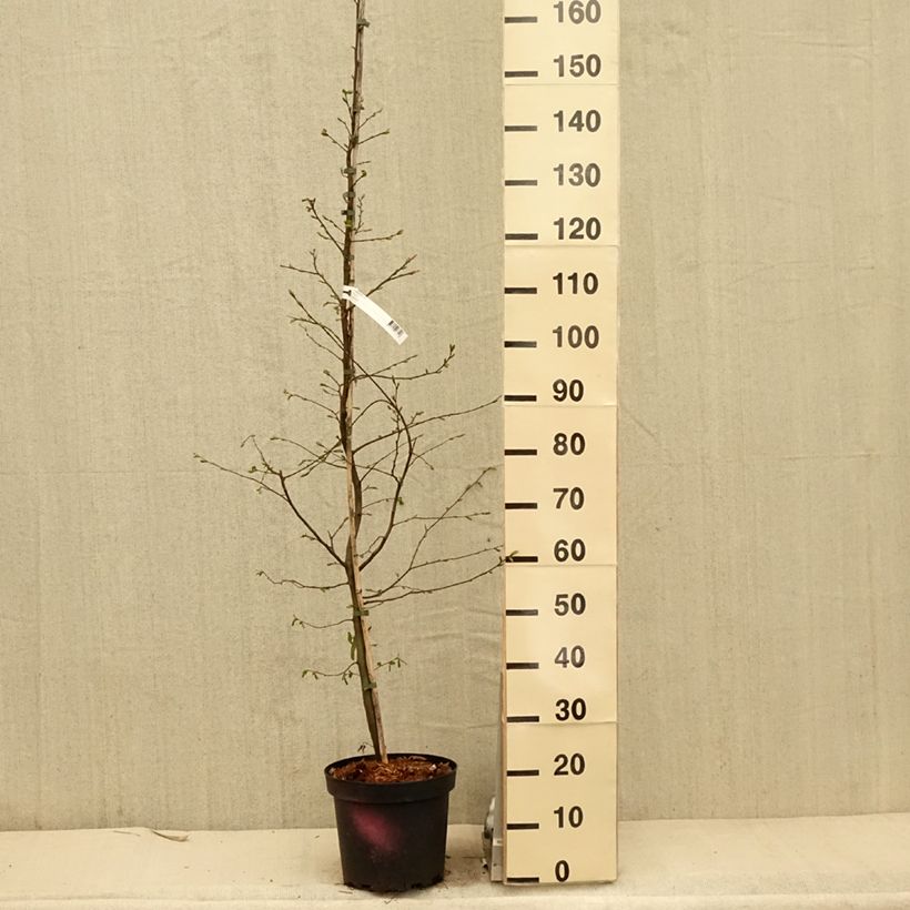Exemplaar van Carpinus betulus - Haagbeuk Pot van 4 l/5 l zoals geleverd in de lente