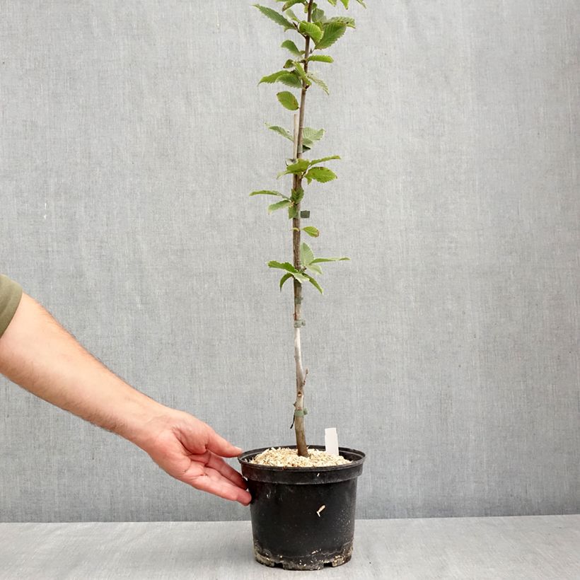 Exemplaar van Carpinus betulus A. Beeckman - Haagbeuk Pot van 3 l/4 l zoals geleverd in de herfst