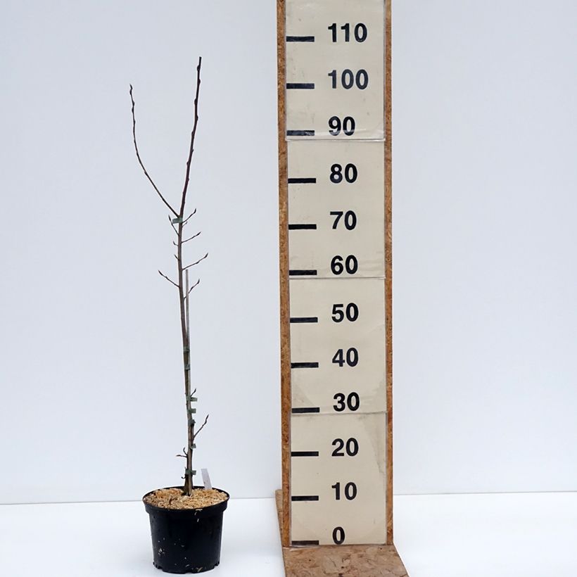 Exemplaar van Carpinus betulus A. Beeckman - Haagbeuk Pot van 3 l/4 l zoals geleverd in de winter