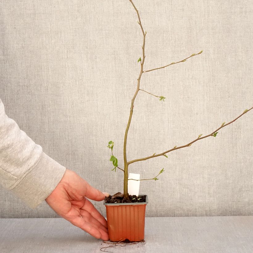 Exemplaar van Carpinus betulus - Haagbeuk Kweekpotje van 8/9 cm zoals geleverd in de lente