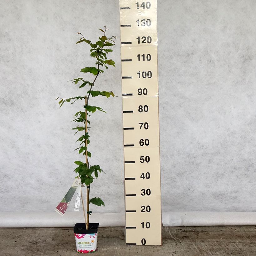 Exemplaar van Carpinus betulus - Haagbeuk Pot van 2 l/3 l zoals geleverd in de lente