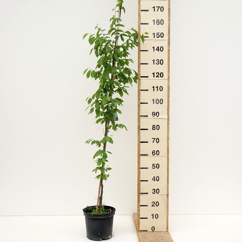 Example of Carpinus betulus Fastigiata - Haagbeuk Pot van 4 l/5 l as you get in printemps