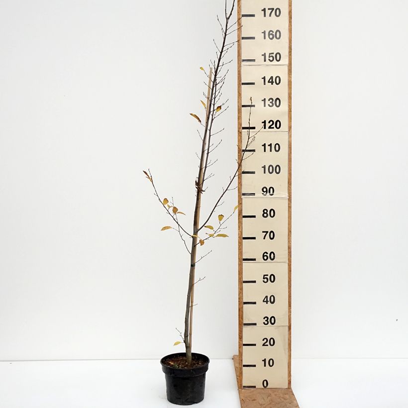 Exemplaar van Carpinus betulus Fastigiata - Haagbeuk Pot van 4 l/5 l zoals geleverd in de herfst