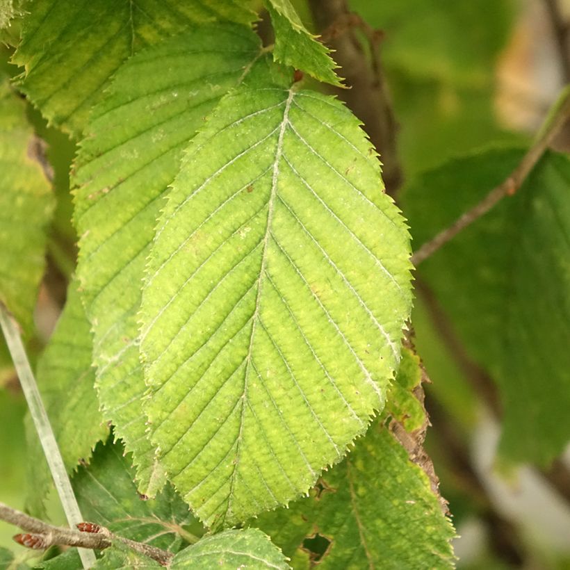 Carpinus betulus Fastigiata Monument - Haagbeuk (Blad)
