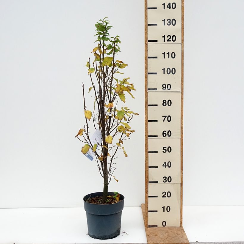 Exemplaar van Carpinus betulus Fastigiata Monument - Haagbeuk Pot van 6 l/7 l zoals geleverd in de herfst