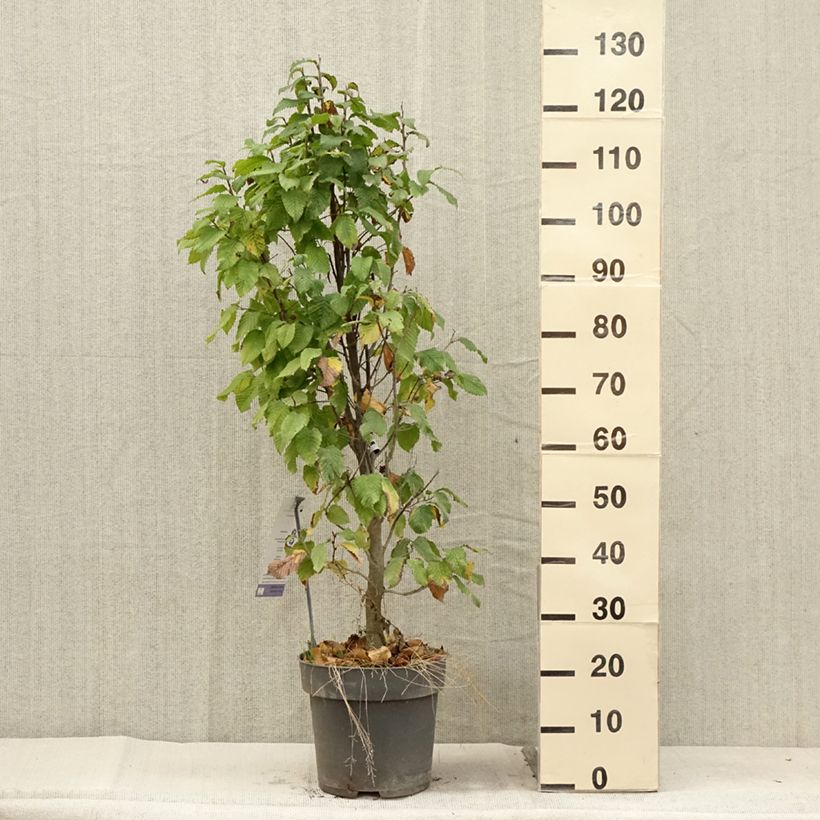 Exemplaar van Carpinus betulus Fastigiata Monument - Haagbeuk Pot van 6 l/7 l zoals geleverd in de zomer