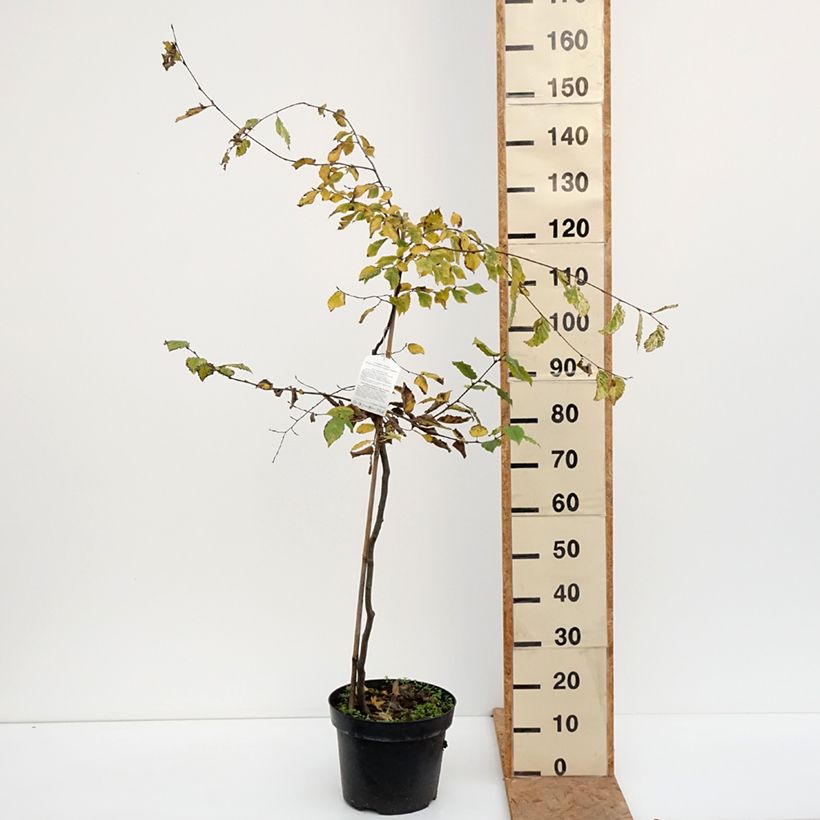 Exemplaar van Carpinus betulus Foliis Argenteovariegatis Pendula - Haagbeuk Pot van 4 l/5 l zoals geleverd in de herfst