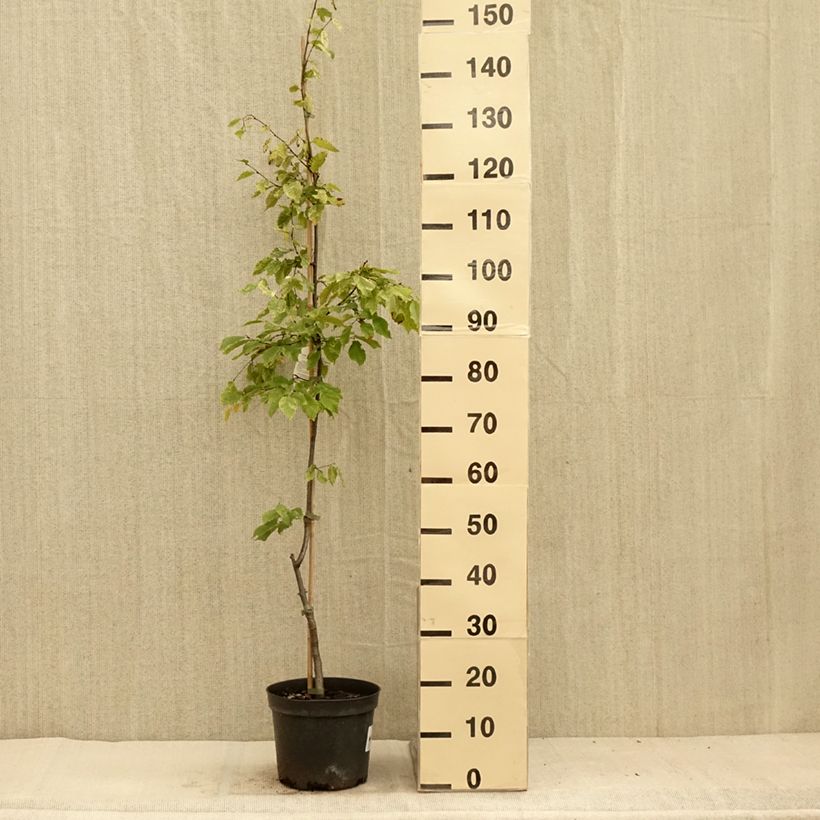 Exemplaar van Carpinus betulus Foliis Argenteovariegatis Pendula - Haagbeuk Pot van 4 l/5 l zoals geleverd in de zomer