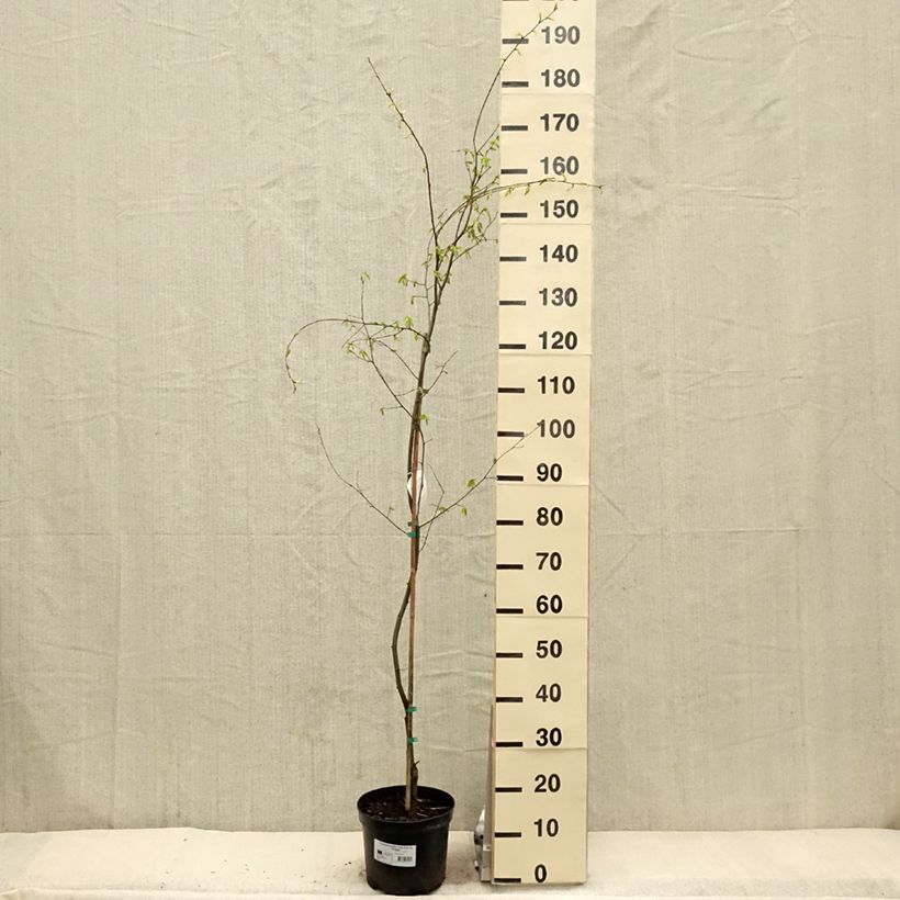 Example of Carpinus betulus Foliis Argenteovariegatis Pendula - Haagbeuk Pot van 4 l/5 l as you get in printemps
