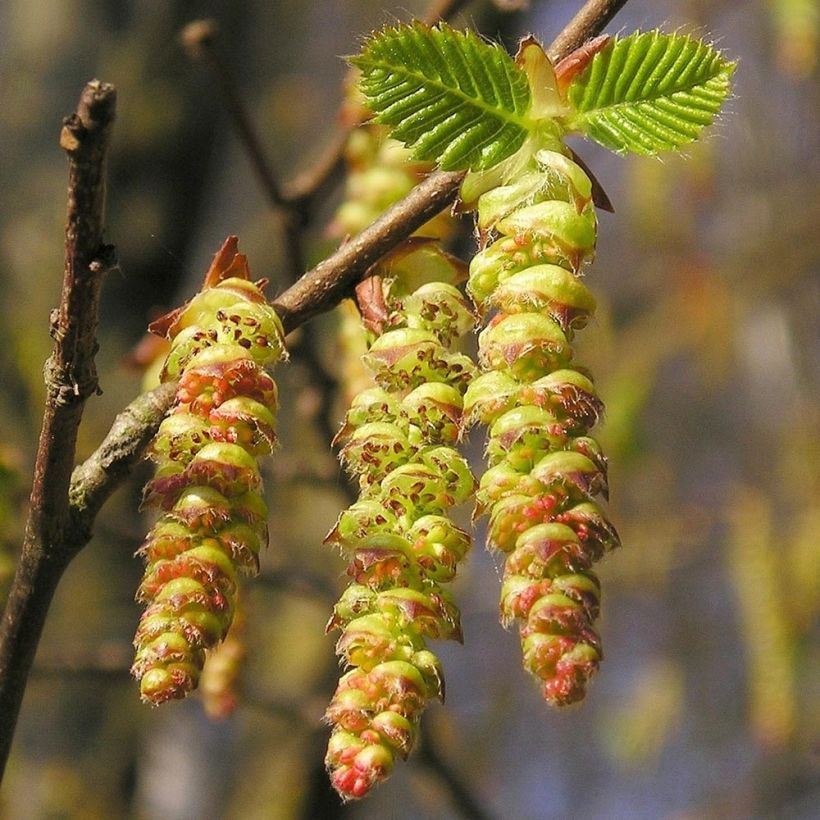 Carpinus betulus Frans Fontaine - Haagbeuk (Bloei)