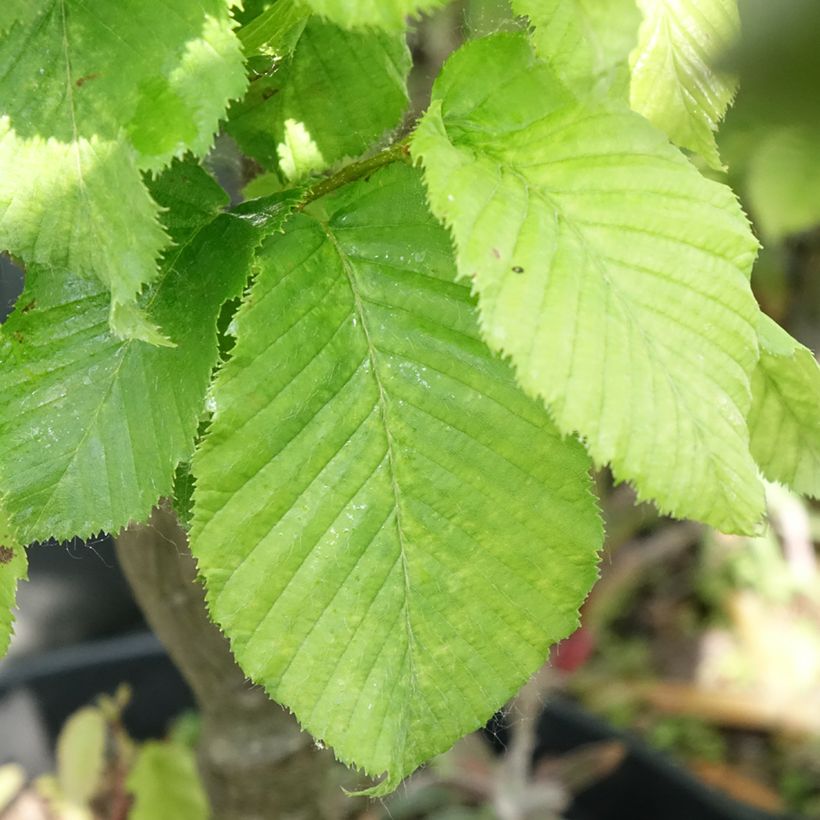 Carpinus betulus Globus - Haagbeuk (Blad)