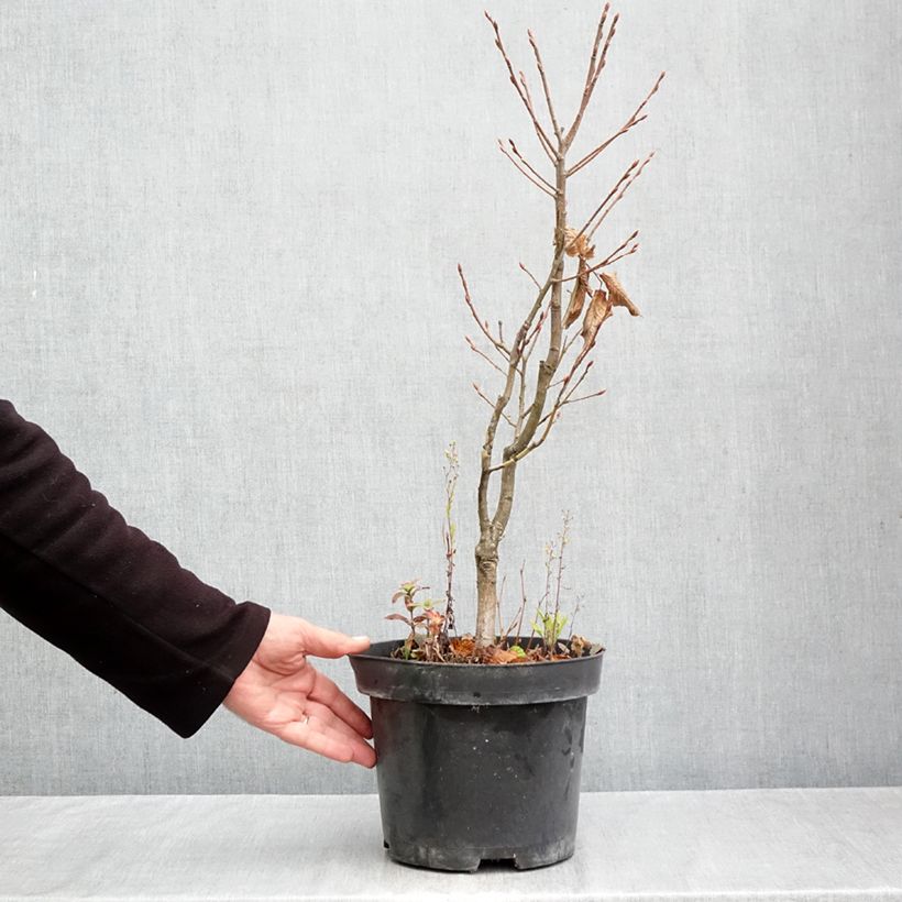 Exemplaar van Carpinus betulus Globus - Haagbeuk Pot van 4 l/5 l zoals geleverd in de herfst