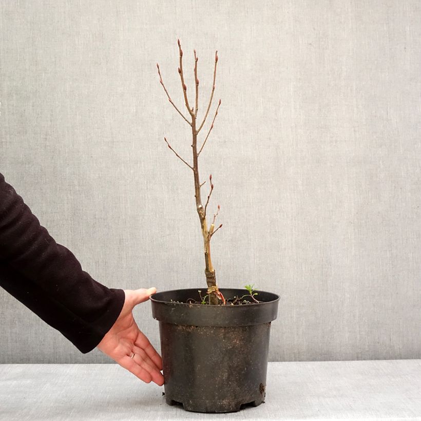 Exemplaar van Carpinus betulus Globus - Haagbeuk Pot van 4 l/5 l zoals geleverd in de winter