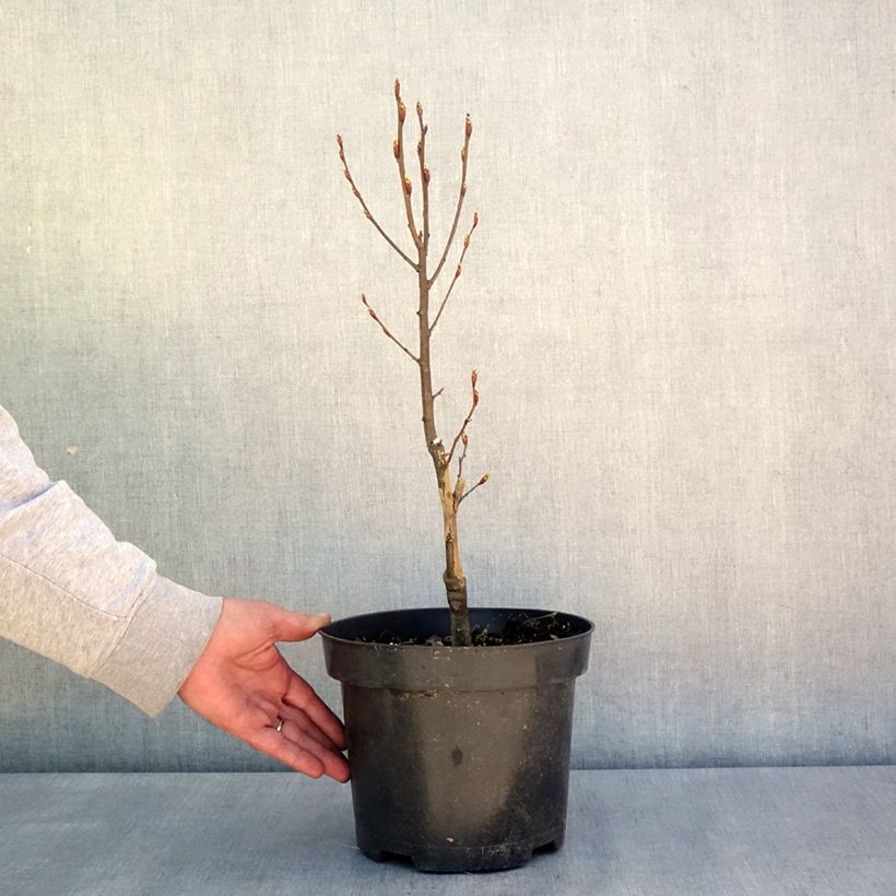 Exemplaar van Carpinus betulus Globus - Haagbeuk Pot van 4 l/5 l zoals geleverd in de lente