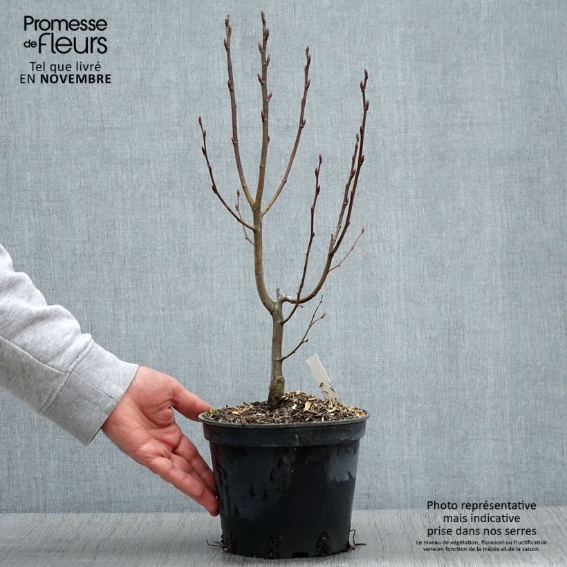 Exemplaar van Carpinus betulus Monumentalis - Haagbeuk Pot van 2 l/3 l zoals geleverd in de herfst