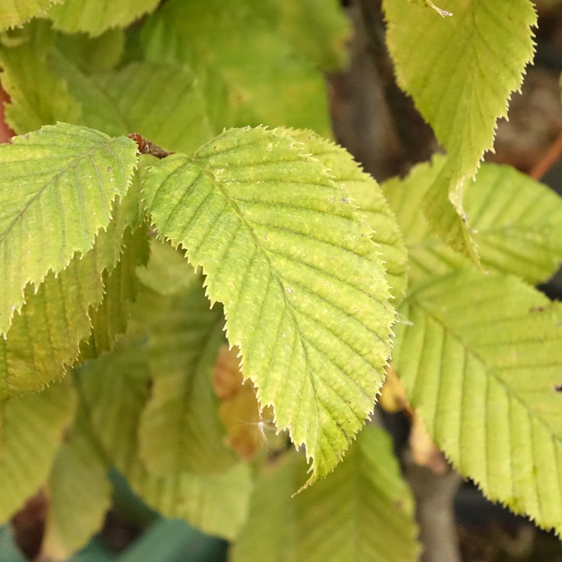 Carpinus betulus Monumentalis - Haagbeuk (Blad)
