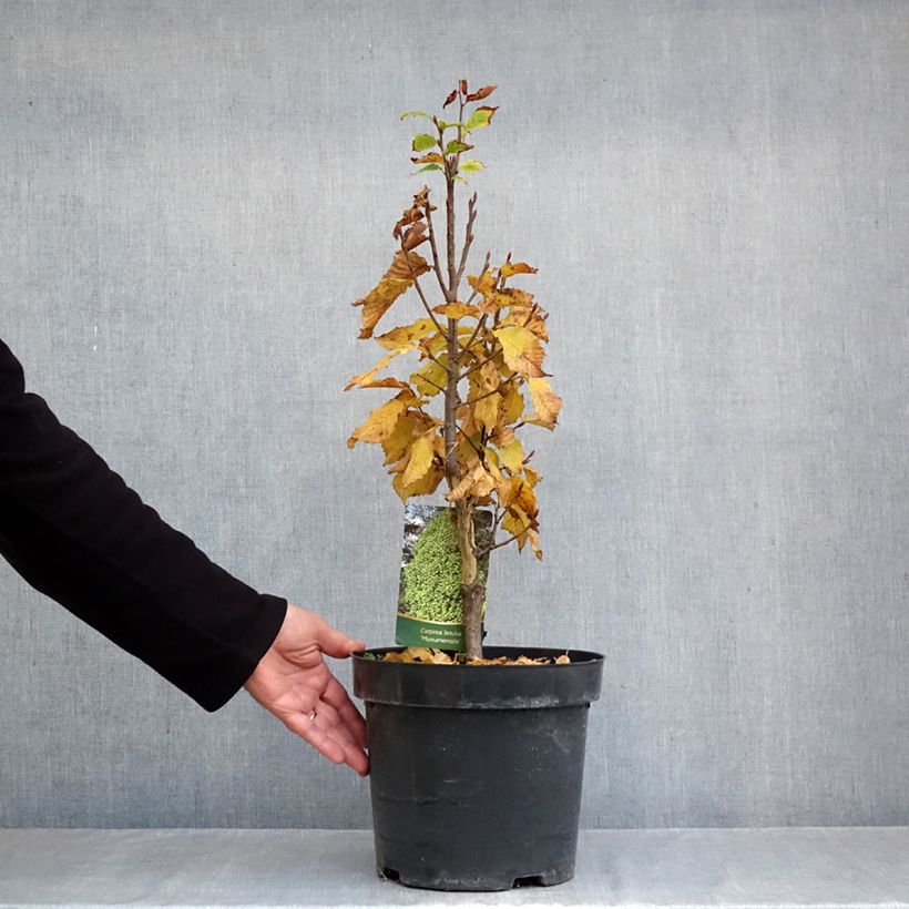 Exemplaar van Carpinus betulus Monumentalis - Haagbeuk Pot van 7,5 l/10 l zoals geleverd in de herfst