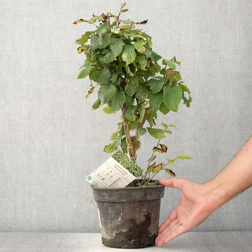 Exemplaar van Carpinus betulus Monumentalis - Haagbeuk Pot van 7,5 l/10 l zoals geleverd in de zomer