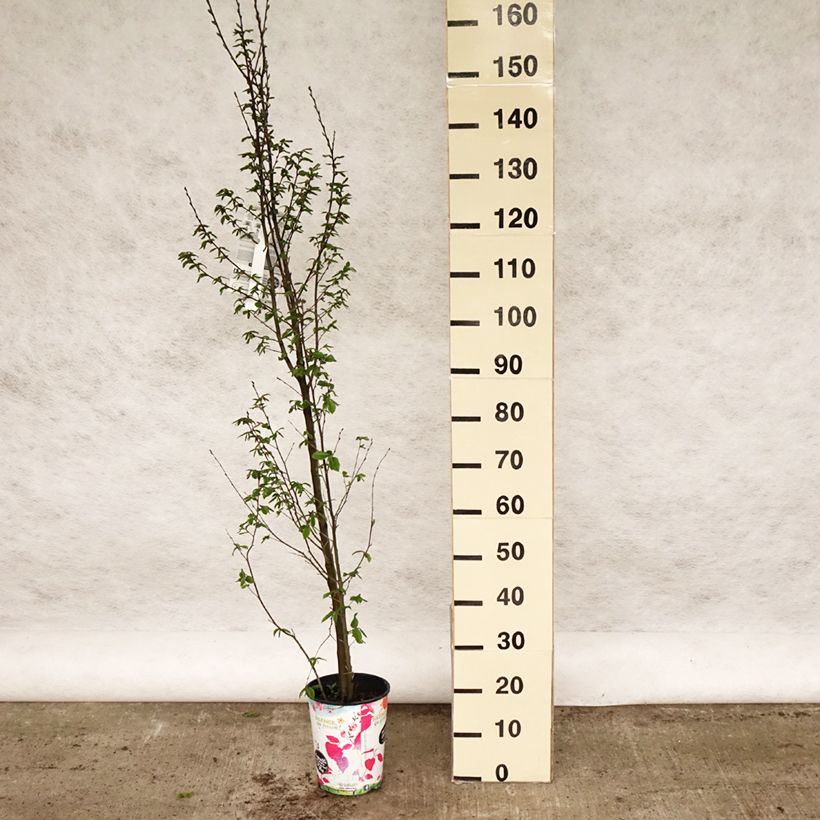 Exemplaar van Carpinus betulus Orange Retz - Haagbeuk Pot van 4 l/5 l zoals geleverd in de lente