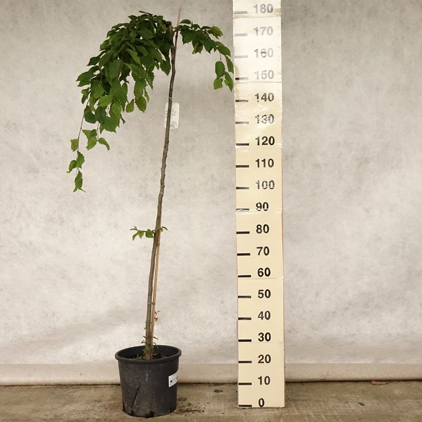 Exemplaar van Carpinus betulus Pendula - Haagbeuk Pot van 12 l/15 l, Stengel zoals geleverd in de zomer