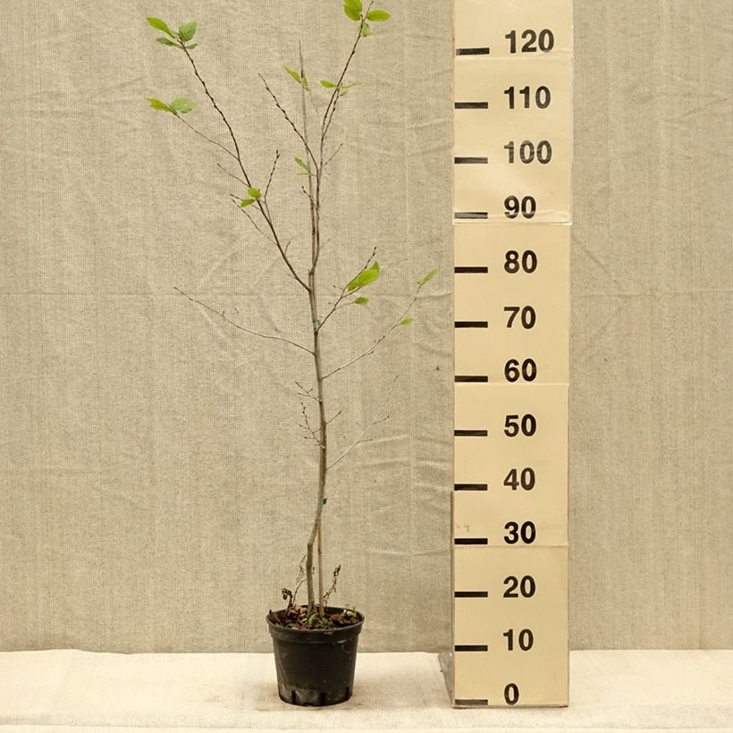 Exemplaar van Carpinus betulus Quercifolia - Haagbeuk Pot van 2 l/3 l zoals geleverd in de herfst