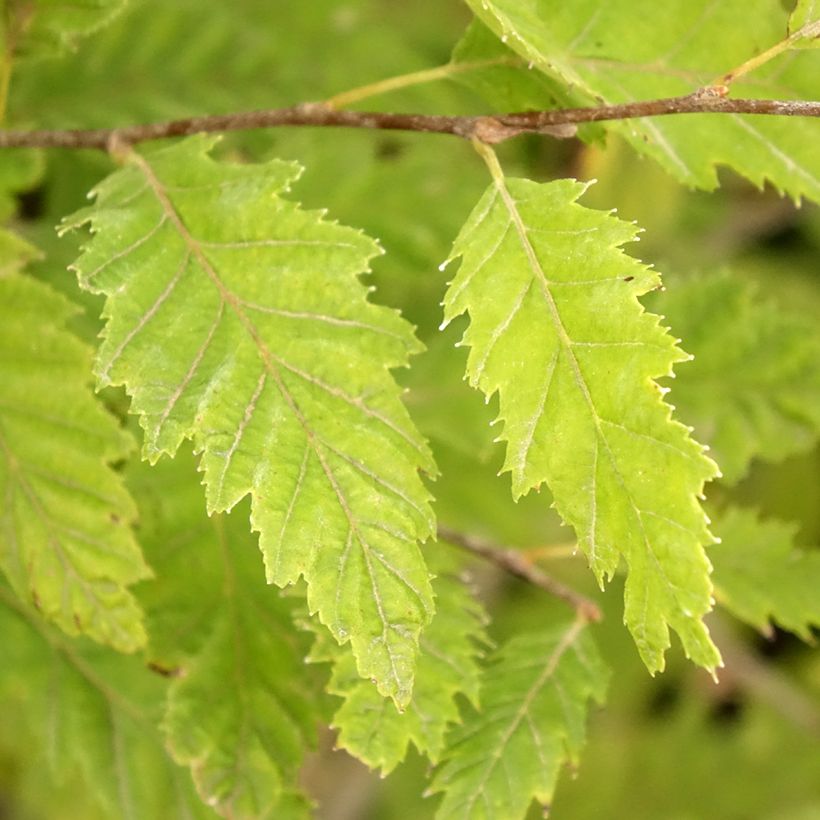 Carpinus betulus Quercifolia - Haagbeuk (Blad)