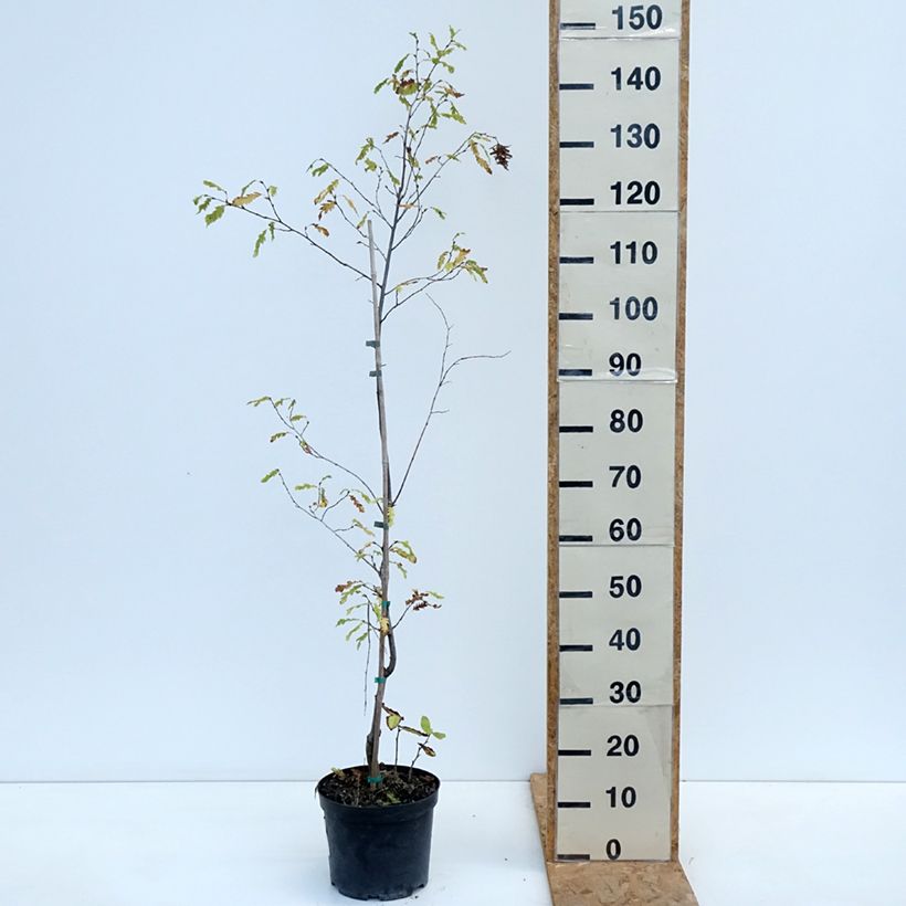 Exemplaar van Carpinus betulus Quercifolia - Haagbeuk Pot van 4 l/5 l zoals geleverd in de herfst