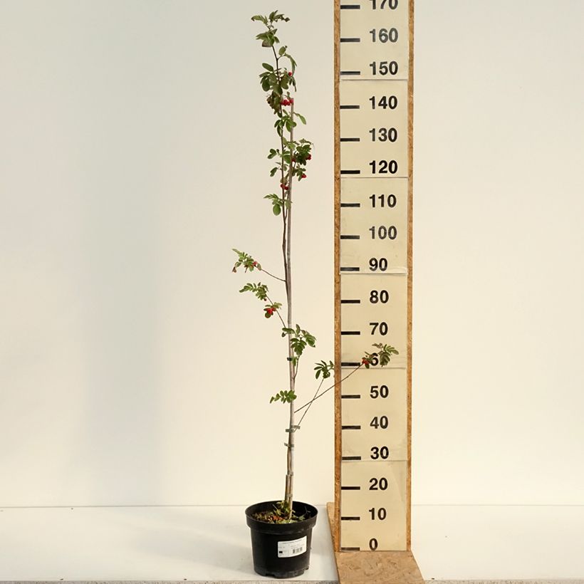 Exemplaar van Carpinus betulus Quercifolia - Haagbeuk Pot van 4 l/5 l zoals geleverd in de zomer