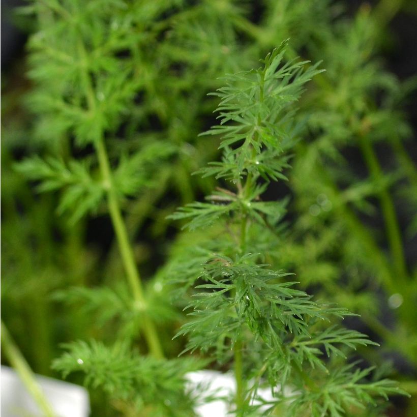 Carum carvi - Karwij (Blad)