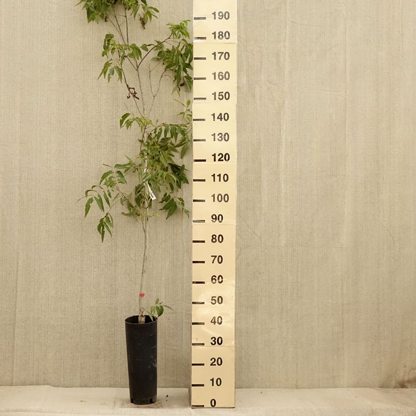 Exemplaar van Pecannoot Delmas Pot van 6 l/7 l zoals geleverd in de herfst