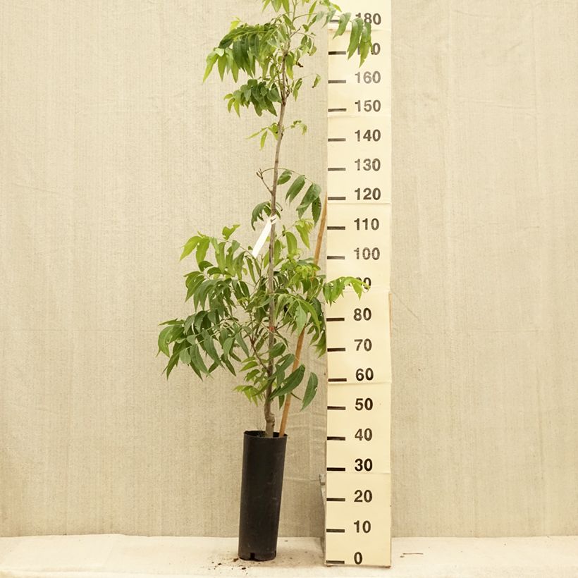 Exemplaar van Pecannoot Delmas Pot van 6 l/7 l zoals geleverd in de zomer