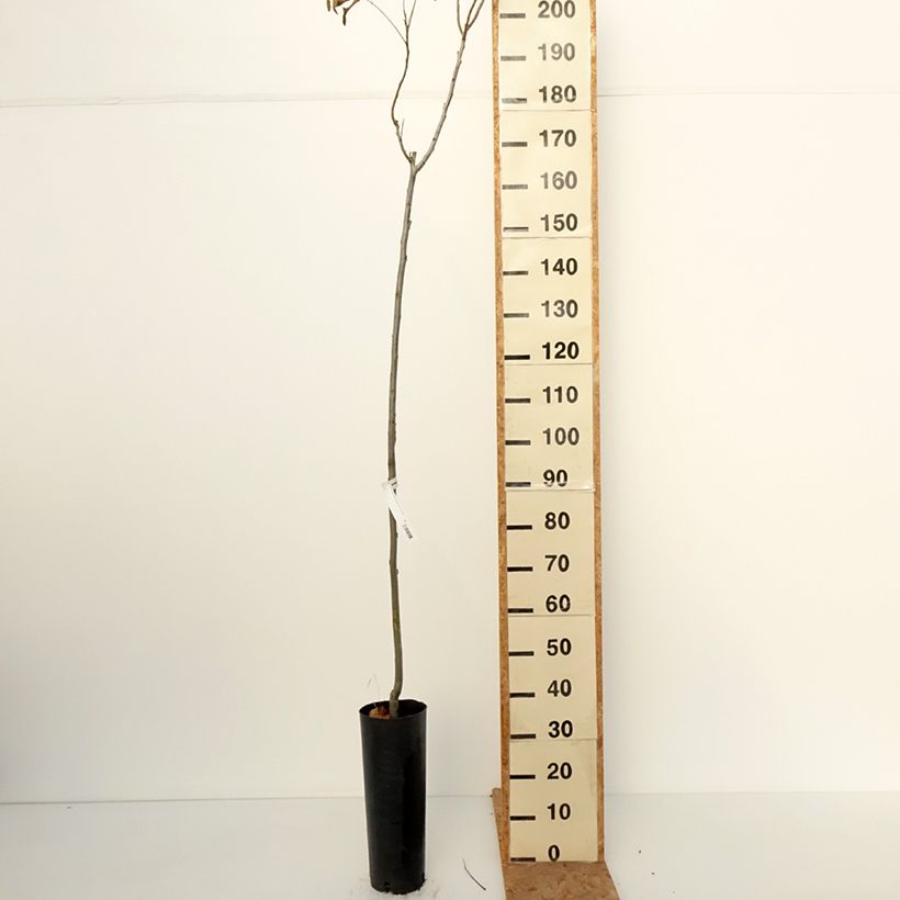 Exemplaar van Pecannoot Pawnee Pot van 6 l/7 l zoals geleverd in de herfst