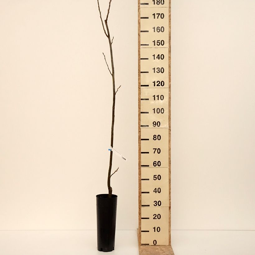 Exemplaar van Carya illinoinensis Pawnee - Noix de Pécan - Pacanier Pot de 4L/5L zoals geleverd in de winter