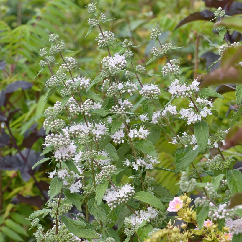 Caryopteris clandonensis Pink Perfection - Blauwe spirea (Flowering)