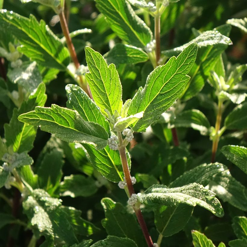 Caryopteris clandonensis Beyond Midnight - Blauwe spirea (Blad)