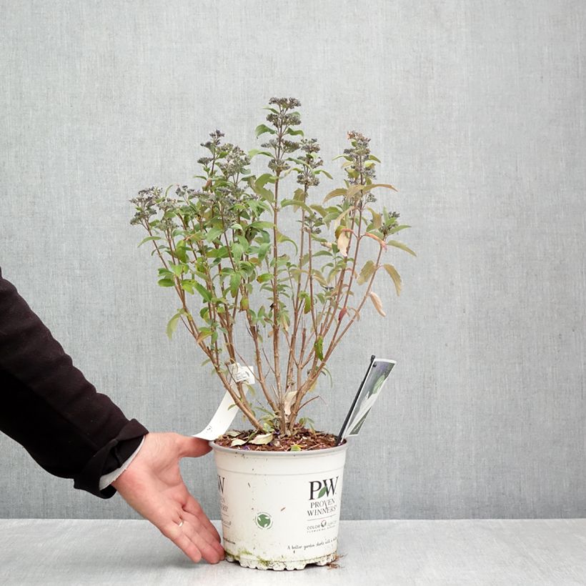 Exemplaar van Caryopteris clandonensis Beyond Midnight - Blauwe spirea Pot van 3 l/4 l zoals geleverd in de herfst