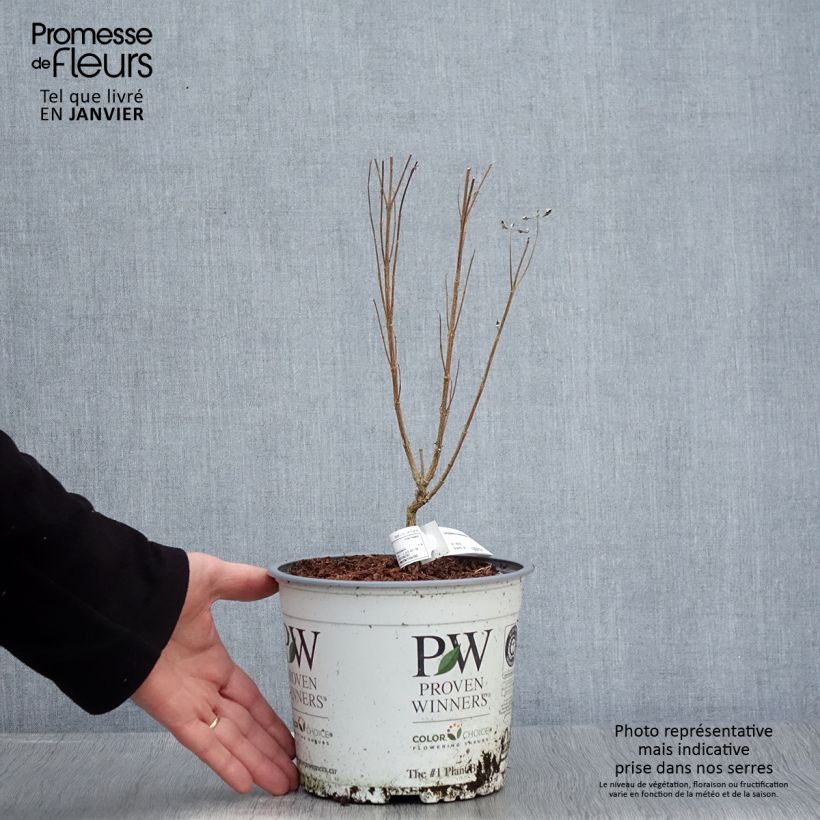 Exemplaar van Caryopteris clandonensis Beyond Midnight - Spirée bleue Pot de 3L/4L zoals geleverd in de winter