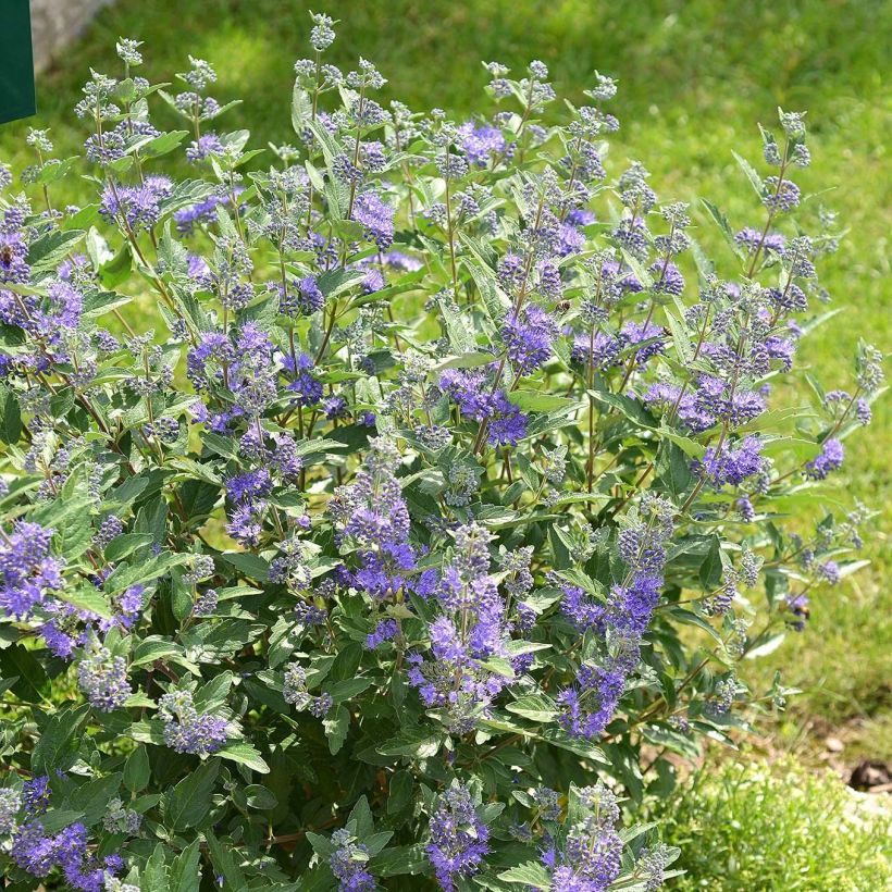 Caryopteris clandonensis Blue Balloon - Blauwe spirea (Groeiplaats)