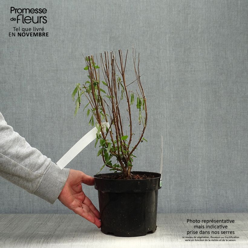 Exemplaar van Caryopteris clandonensis Blue Balloon - Blauwe spirea Pot van 2 l/3 l zoals geleverd in de herfst