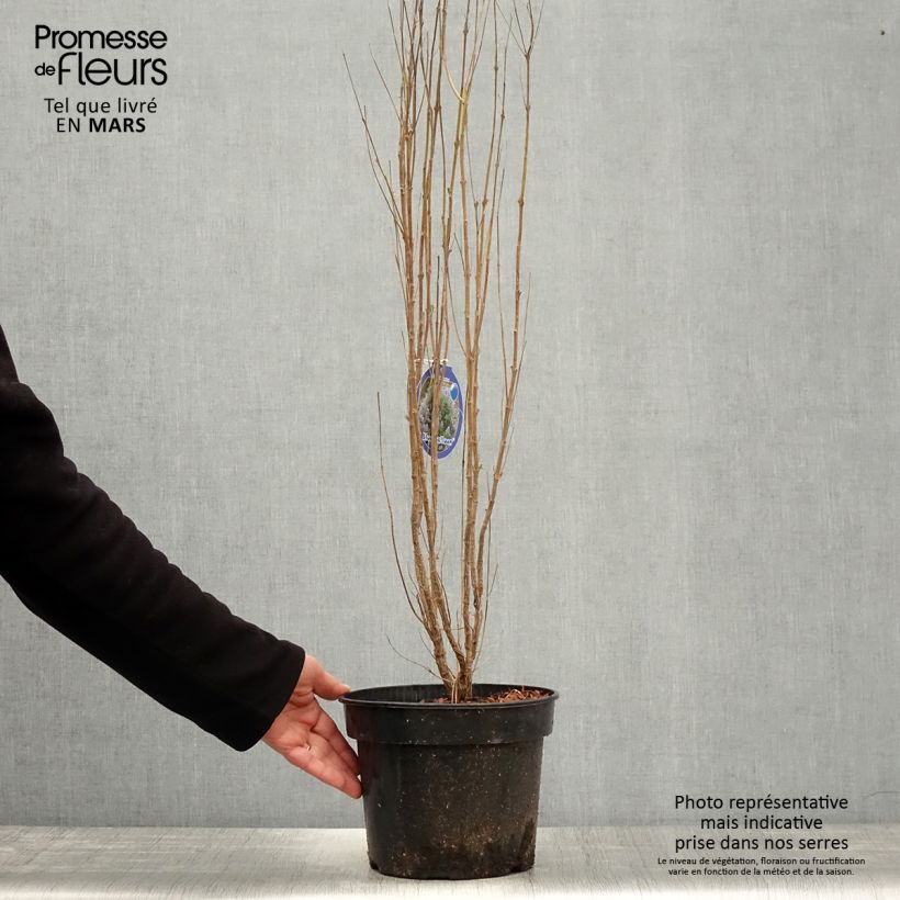 Exemplaar van Caryopteris clandonensis Blue Balloon - Blauwe spirea Pot van 2 l/3 l zoals geleverd in de lente