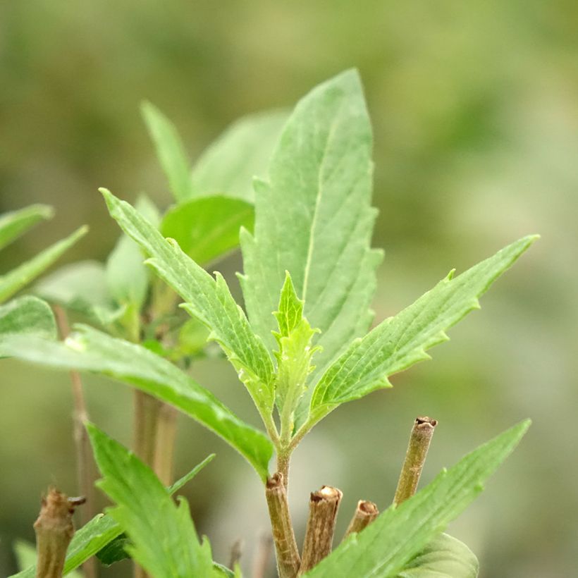 Caryopteris clandonensis Dark Knight - Blauwe spirea (Blad)