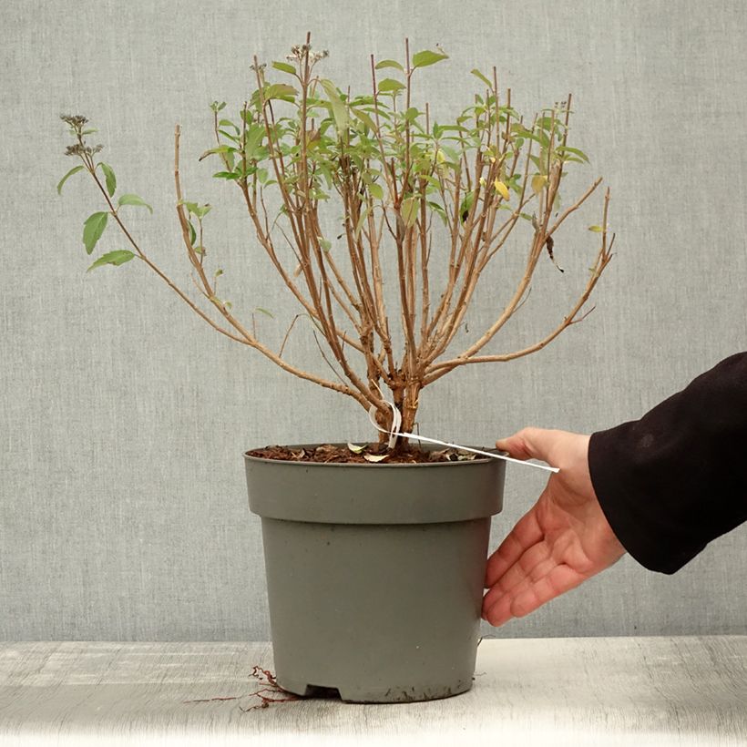 Exemplaar van Caryopteris clandonensis Dark Knight - Spirée bleue Pot de 4L/5L zoals geleverd in de herfst